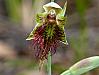 Calochilus paludosus - Red Beard Orchid.jpg